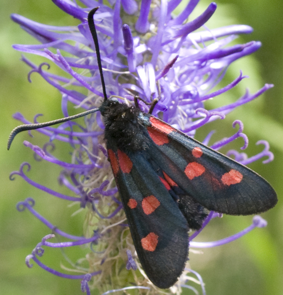 Quale Zygaena?